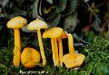 Hygrocybe quieta-amf966